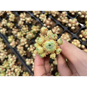 Cây sen đá hoa hồng xanh greenovia size 4-5cm cây đang ngủ đông lá khô bên ngoài để bảo vệ cây