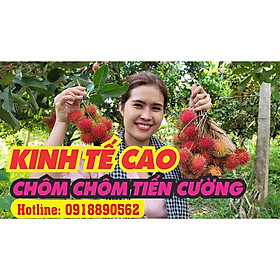 Mua CÂY GIỐNG CHÔM CHÔM TIẾN CƯỜNG ( GIỐNG MỚI )