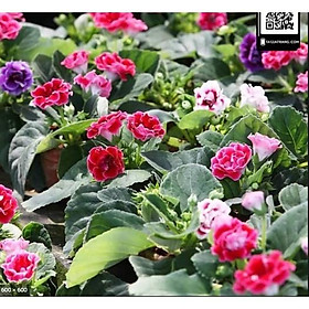 Mua 10 cây tử la lan giống