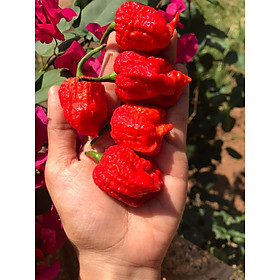 Mua 10 hạt giống ớt carolina reaper cay top thế giới