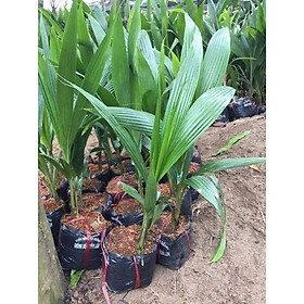 Mua CÂY GIỐNG DỪA XIÊM LÙN