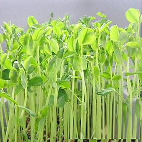 Hạt Giống Rau Mầm Đậu Hà Lan-1 gói 50 gram-ADCV