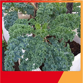 Hạt Giống Cải Xoăn Xanh ( Cải Kale ) - Nảy Mầm Cực Chuẩn 