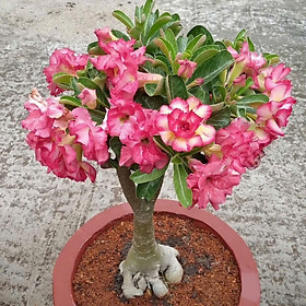 Hạt giống hoa sứ kép Thái Lan - Bịch 10 hạt – Mã số 1604