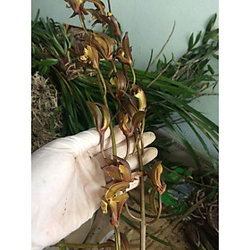 COMBO 5 THÂN ĐIA lan kiếm hồng hoàng tây bắc, hoa đẹp, thơm dể sống, dễ thuần, mùa hoa tháng 5 - LKHHTB