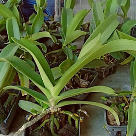 Phong lan đai châu cỡ trung cây cực đẹp