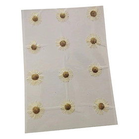12Pcs Dried Pressed Flowers Floral Decoration DIY Crafts Chrysanthemum Flowers Real Dried Flowers for Candle Making Greeting Cards Envelopes