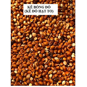 500G HẠT KÊ BÓNG ĐỎ KÊ ĐỎ HẠT TO CHO CHIM CẢNH, VẸT, YẾN PHỤNG