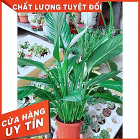 Chậu cây lan ý Nhiều Người Mua