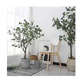 Mua Cây Bạch đàn cao 1m3