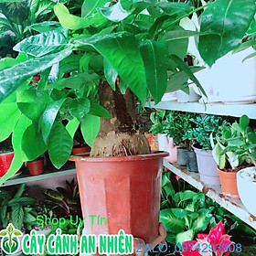 Mua Kim Ngân 1 Thân Lớn