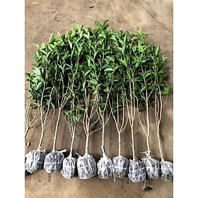 Mua CÂY MỘC HƯƠNG TA XỊN cây cao từ 60 - 1m ảnh thật