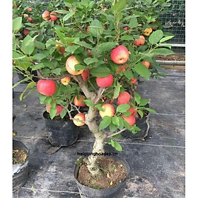 Mua CÂY Giống Táo Đỏ (TÁO TÂY )Lùn F1 Siêu Lùn QUẢ SỚM Trồng Chậu Làm Cảnh Tuyệt Đẹp-CAM KẾT GIỐNG CHUẨN