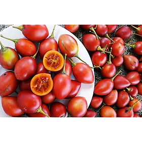 Cà Chua Thân Gỗ