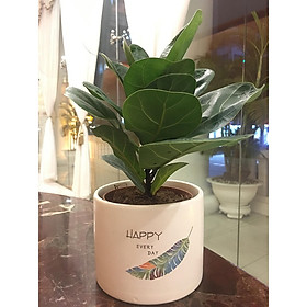 Cây bàng sing mẫu mới