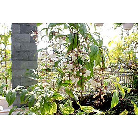 Mua Cây giống hoa dạ ngọc minh châu