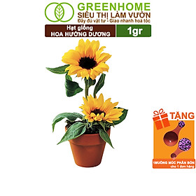 Mua Hạt Giống Hoa Hướng Dương Greenhome  Gói 2gr  Sai Hoa  Màu Rực Rỡ  Dễ Trồng  Nảy Mầm Cao H03