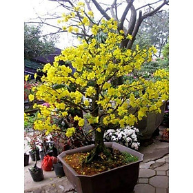 Mua gói hạt giống hoa mai vàng 10 hạt