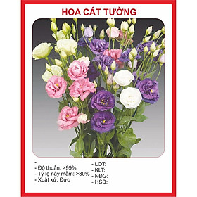 Mua Hạt giống hoa Cát Tường 5 Hạt