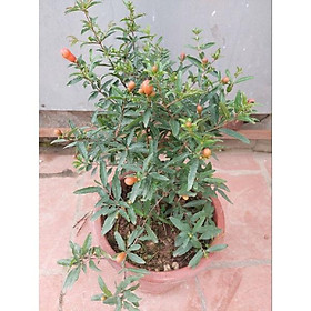 CÂY LỰU ĐỎ SẴN HOA