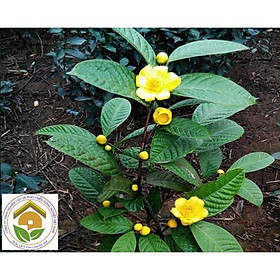 - Cây trà hoa vàng - Chè hoa vàng -Không giao dc 19 tỉnh Miền Nam