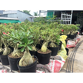 Mua Cây đẹp  Cây sứ thái kép trưởng thành