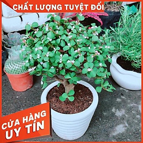 Chậu Cây Đô La Cổ Thụ