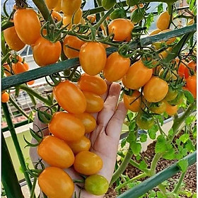 12C Hạt Giống Cà Chua Cherry Rủ Vàng Gói 20 hạt