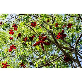 Mua CÂY SANG (CÂY SANG GIÀU) Cây ĐẸP TỪ TÊN ĐẾN HÌNH DÁNG ĐẾN Ý NGHĨA - ql83al