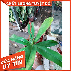 Cây nắp ấm cây ăn thịt côn trùng