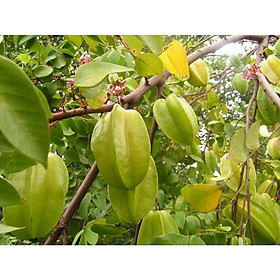 Cây giống Khế Ngọt Thái Lan