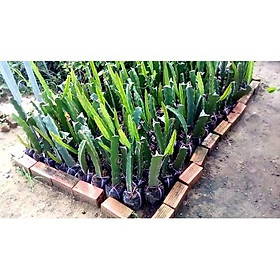 Cây giống thanh long ruột đỏ cao 30-40cm giống chuẩn vỏ đỏ ruột đỏ cho trái sau 9-10 tháng trồng