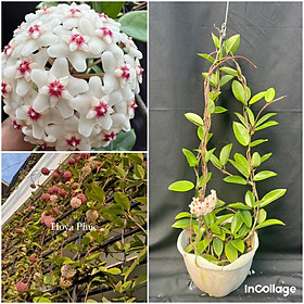 Mua Chậu Cẩm cù carnosa white thân leo kích thước như hình  hoa thơm  ra hoa quanh năm