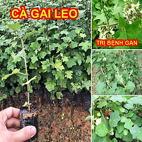Mua Cây giống Cà Gai Leo giải độc mát gan