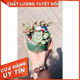 Chậu tiểu cảnh đẹp