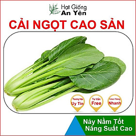 Hạt giống Cải Ngọt cao sản, nhanh thu hoạch, dễ trồng, nảy mầm và năng suất cao