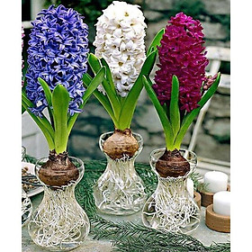 Mua Lọ thủy tinh bình hoa miệng loe cao 14 cm dùng để cắm hoa khô để bàn hoặc cắm hoa tươi hay để trồng hoa tiên ông trầu bà hoặc cây thủy sinh rất đẹp