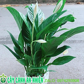 Mua Chậu Cây Lan Ý