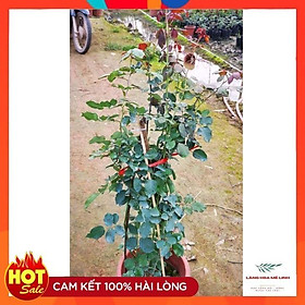 Hoa Hồng Cổ Hải Phòng- Màu đỏ rực, bông lớn và cực lâu tàn