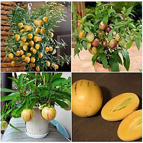 Mua Hạt giống dưa hấu siêu ngọt pepino F1 - Gói 5 hạt - Tặng gói kích hạt nảy mầm