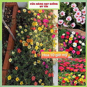 Mua Hạt giống hoa mười giờ kép nhiều màu dễ trồng nở hoa liên tục gói 650 hạt  nhà cửa và đời sống cửa hàng hạt giống uy tin