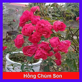 Mua Cây Hoa Hồng Chùm Son - cây cảnh để bàn + tặng phân bón