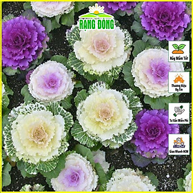 Mua Hạt giống Hoa Bắp Cải Nhiều Màu  Hoa Có Thể Ăn Được  Dễ Chăm Sóc - Hạt giống Rạng Đông