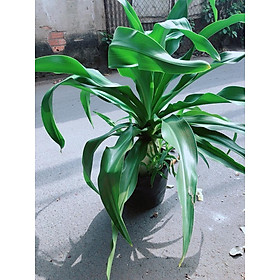 Mua Cây Đại Tướng Quân