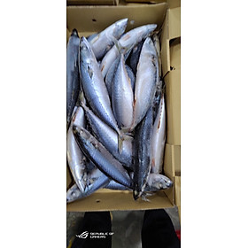 Cá Nục Bông Nhật Bản tươi xanh bịch 1 kg