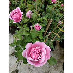 Cây hoa hồng Soeur ( hồng leo hoa to)