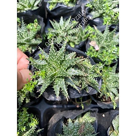 Cây sen aloe gai nhỏ