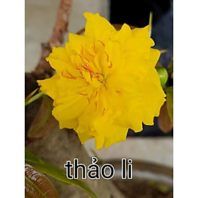 2 Cây Mai Cúc Thảo Li