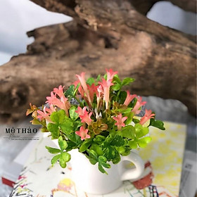 Mua (Ảnh Shop Chup) Chậu Cây Hoa Để Bàn Sen Đá Giả Kèm Chậu Decor Phòng  Trang Trí Bàn Làm Việc  Trang Trí Kệ