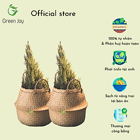 Giỏ chậu cây cỏ bàng - Green Joy